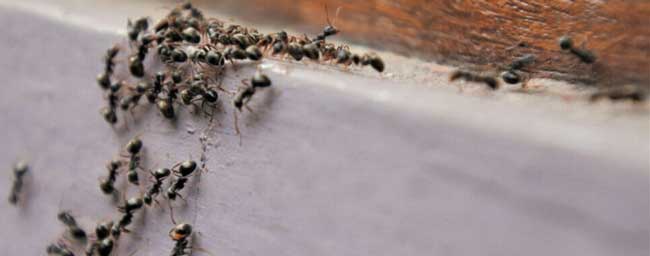 Ant Pest Control North East