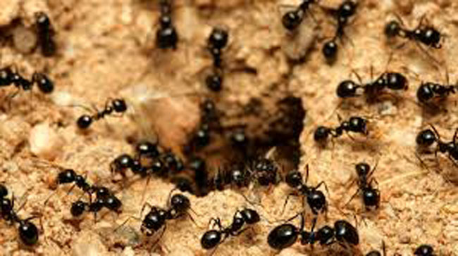 Ant infestation North East