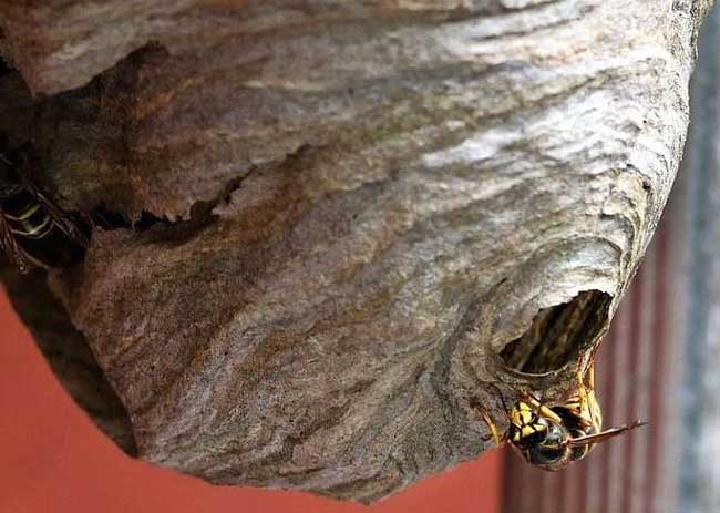 Wasp Nest Removal Newcastle and Durham