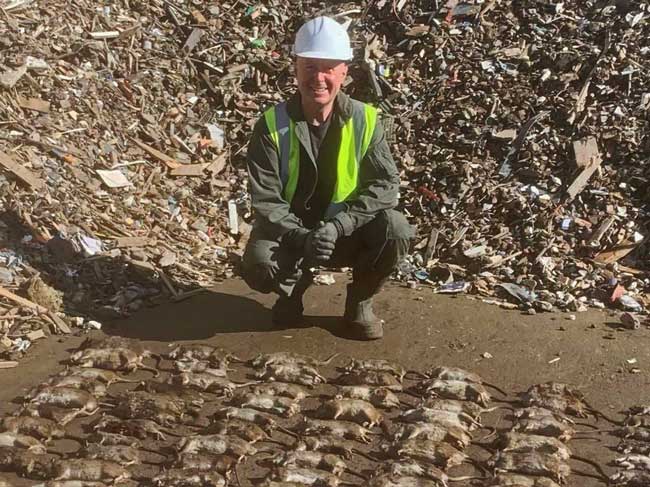 Northern rat control