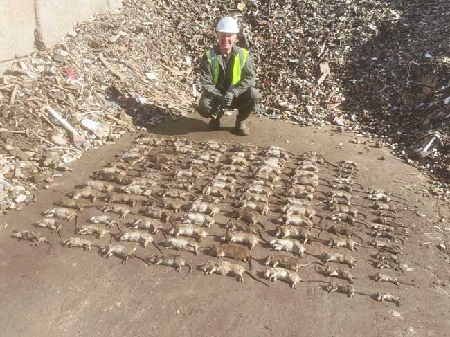 vermin and rat control for recycling plants North East