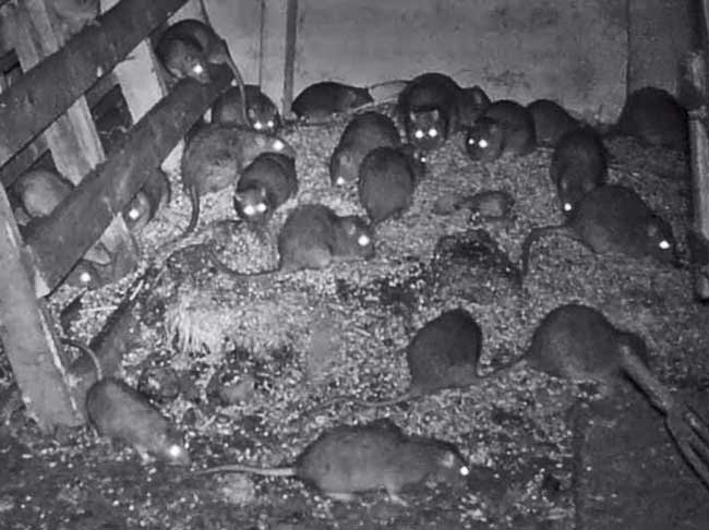 rat and vermin control for recycling plants North East