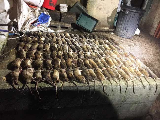 vermin control for chicken farms North East