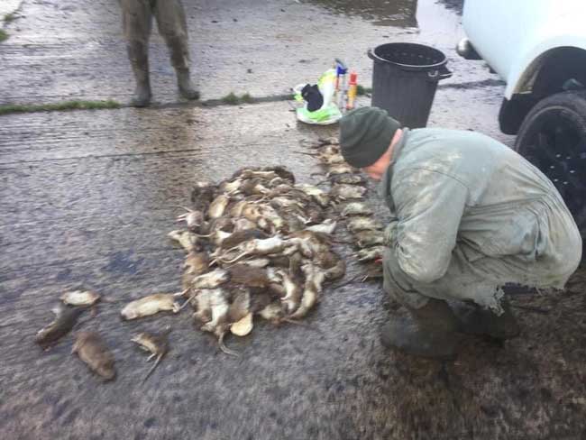 vermin and rat control for recycling plants North East