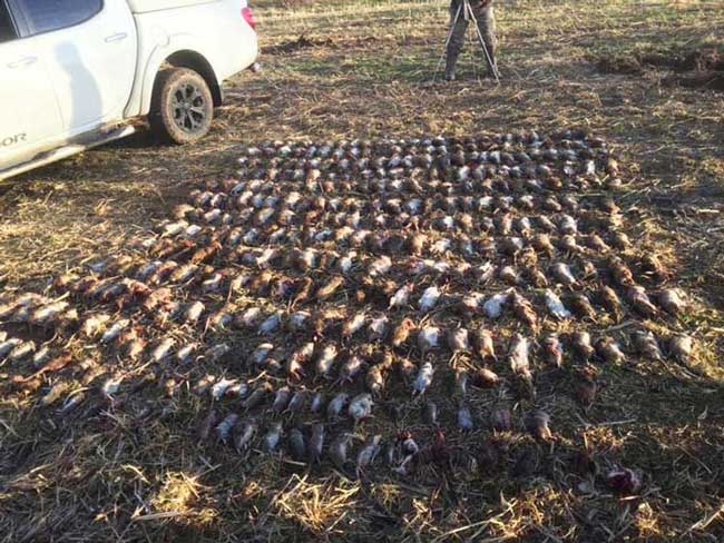 Northern rat control