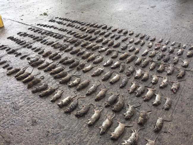 Northern rat control for pig farms