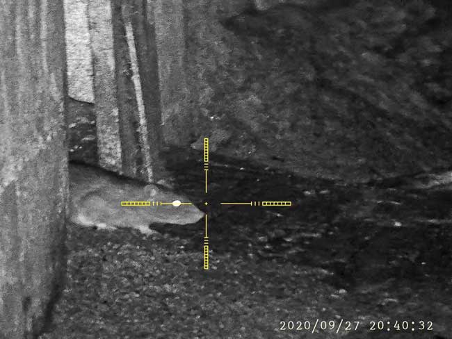 Vermin and pigeon pest control North East