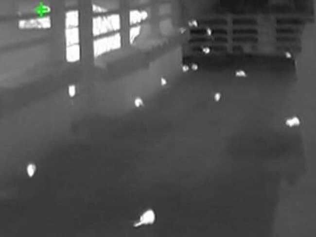 Vermin and pigeon pest control North East