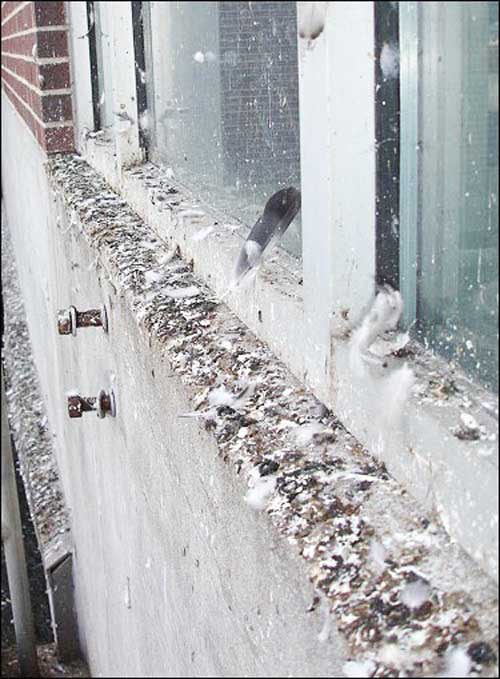 feral pigeons damage buildings